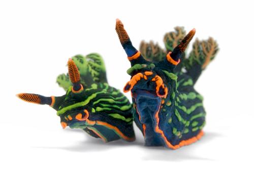 slugs